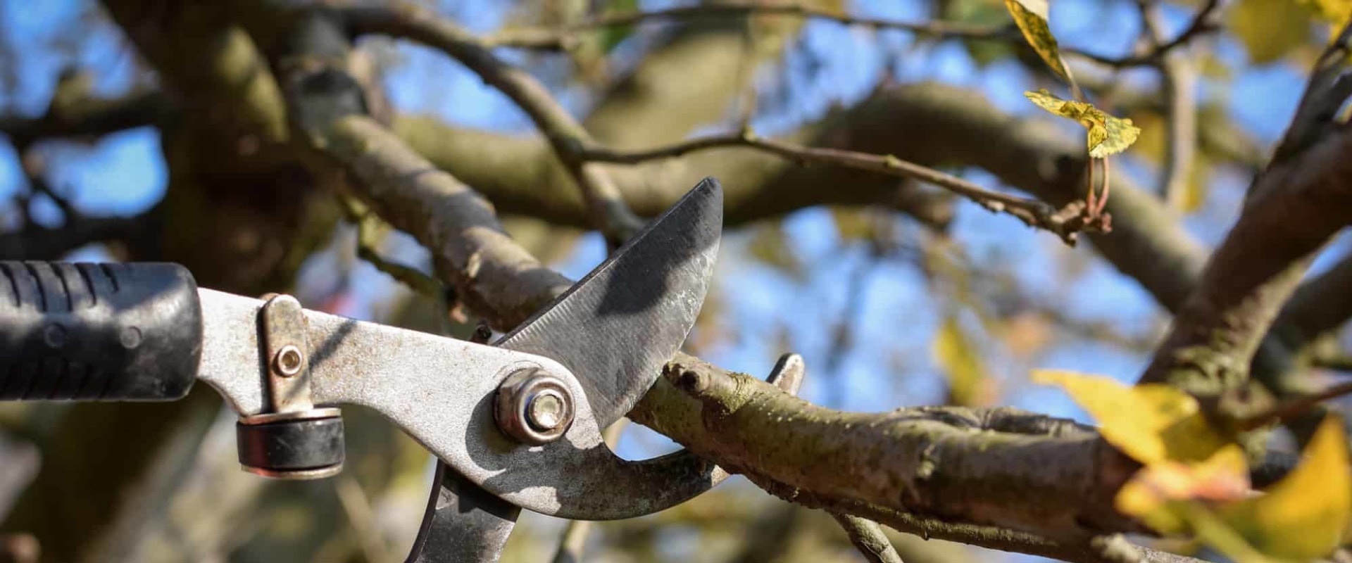 The Best Time of Year to Prune Trees A Guide for Tree Care Professionals
