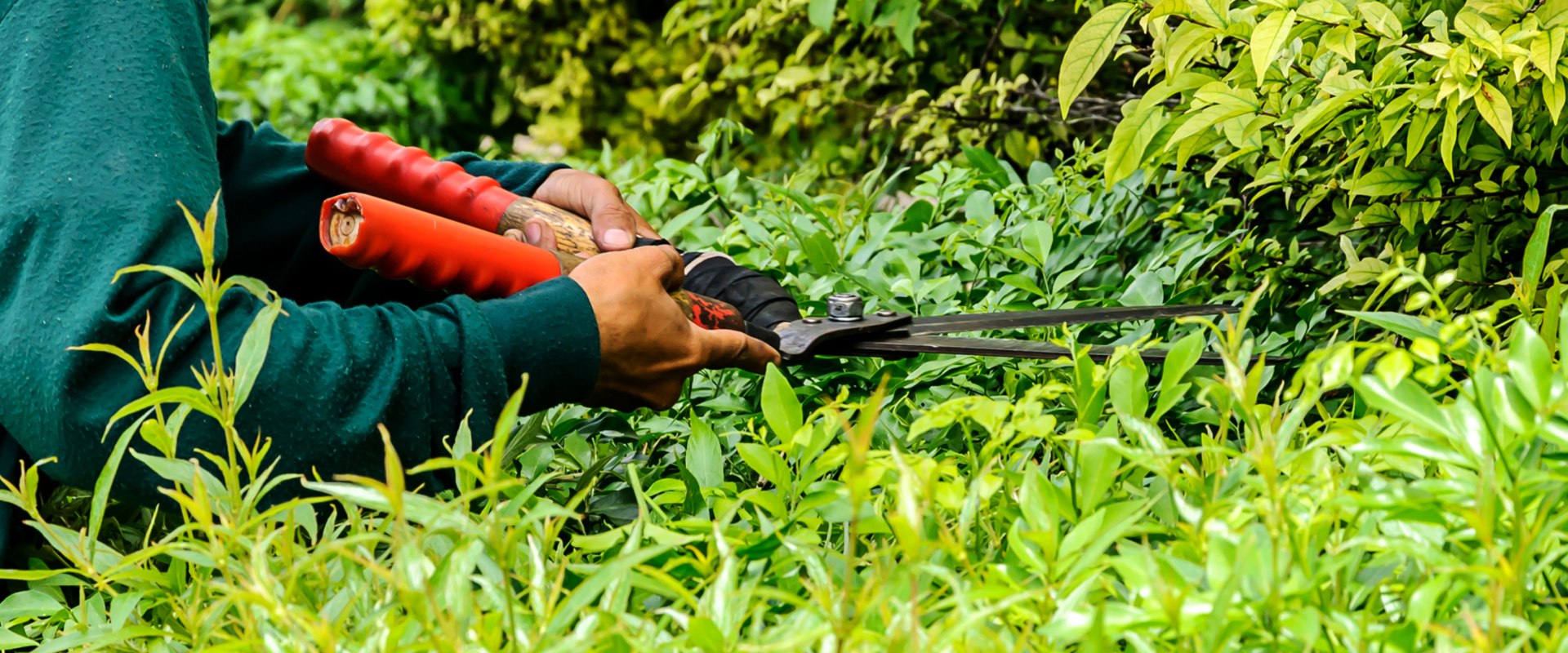 How Tree Trimming Can Improve The Look Of Your Home in Fort Wayne, IN