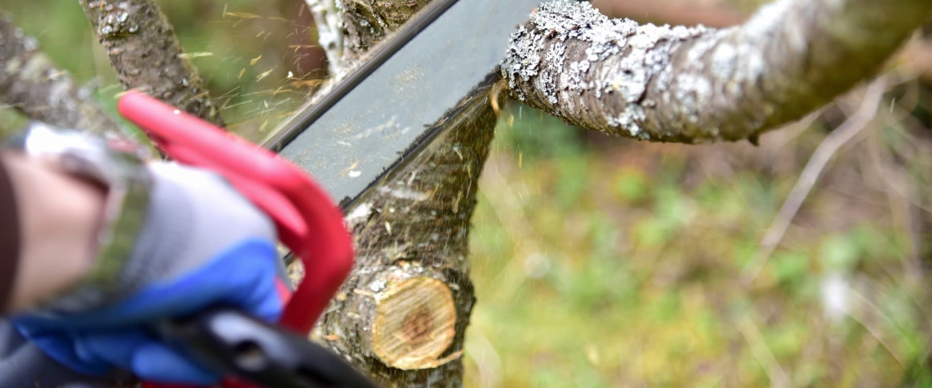 Why Does Tree Pruning Cost So Much?