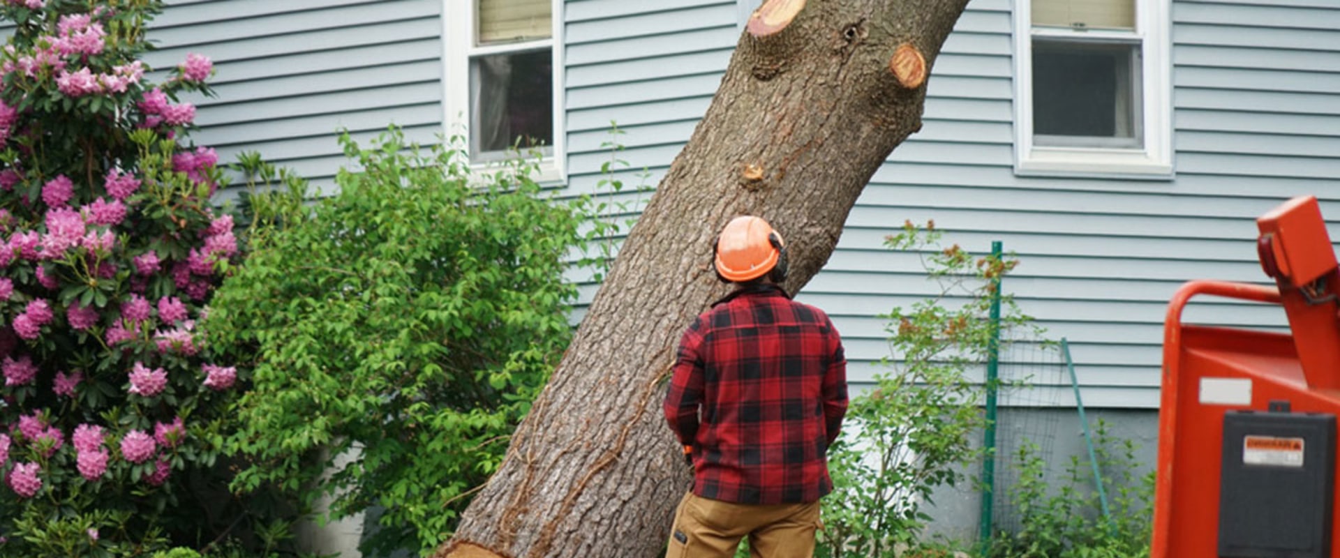 Why is Tree Removal So Expensive?