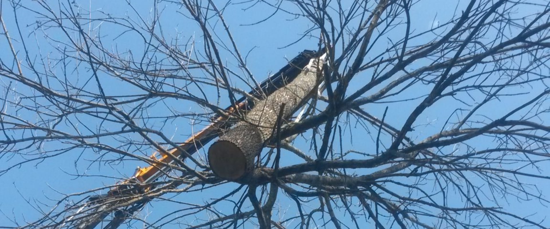 Why is Tree Removal So Expensive?