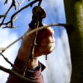 Do Tree Cutters Work in Winter?