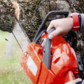 When is the Best Time to Prune Trees?