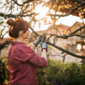 When is the Best Time to Prune Trees: Autumn or Spring?