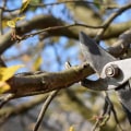 What is the best time of year to prune trees?
