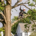 Tree Trimming Strategies to Support a Stress-Free Move