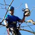 Professional Tree Felling And Removal In Chancellor, Virginia