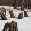 Can You Cut Down Trees in Winter? - An Expert's Guide