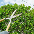 Tree Trimming Checklist That Includes Pressure Washing Services