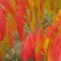 Is it Wrong to Prune a Tree in Autumn?