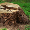 Maintaining Healthy Trees In Groveland: The Role Of Tree Trimming And Stump Grinding