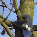 Why is Tree Pruning So Expensive?