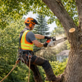How Tree Trimming Can Help Prevent Costly Structural Repairs