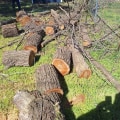 Professional Tree Trimming & Pest Treatment in Fayetteville