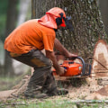 Why is it so expensive to cut down a tree?
