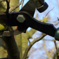 The Benefits of Pruning Trees in Winter