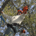 When is the Best Time to Prune Trees?