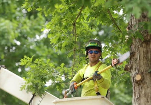 The Benefits Of Hiring Professional Tree Trimming Services In Lubbock
