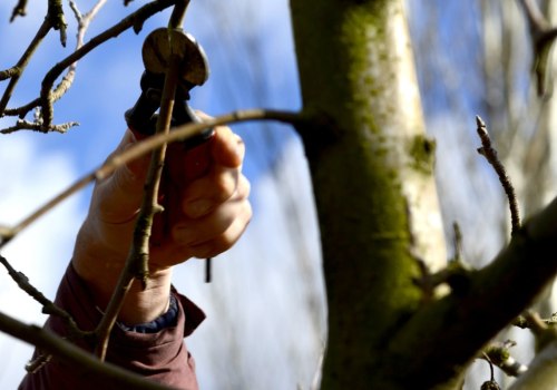 Do Tree Cutters Work in Winter?