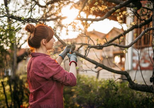 Is it better to prune trees in autumn or spring?