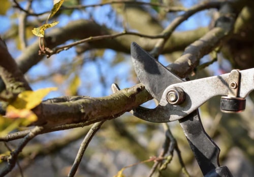 The Best Time of Year to Prune Trees: A Guide for Tree Care Professionals