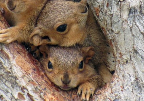 10 Ways To Safely Trap Squirrels While Trimming Trees In Houston