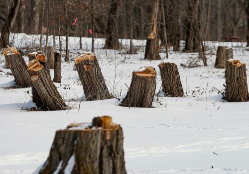 Is it OK to cut down trees in winter?