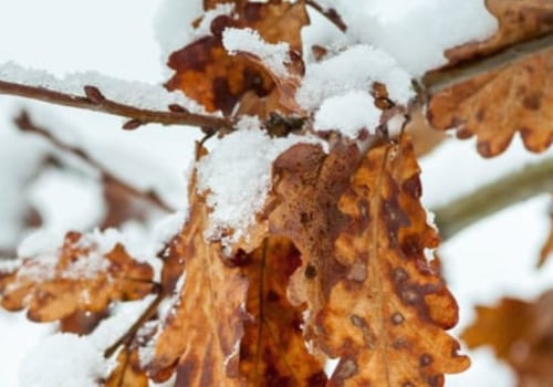 Why You Should Never Cut Down a Tree in Winter