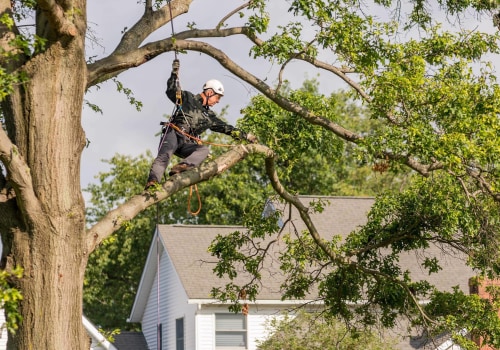 Tree Trimming Strategies to Support a Stress-Free Move