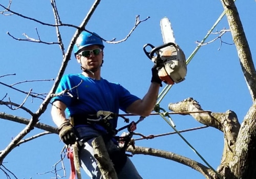 Professional Tree Felling And Removal In Chancellor, Virginia