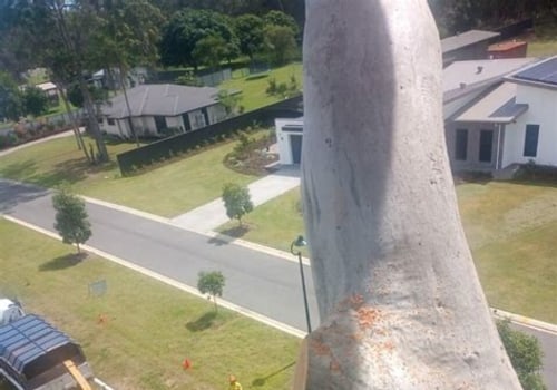 Tree Trimming Considerations for Homes With Complex Electrical Layouts
