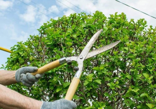 Tree Trimming Checklist That Includes Pressure Washing Services