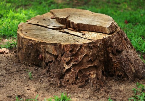 Maintaining Healthy Trees In Groveland: The Role Of Tree Trimming And Stump Grinding