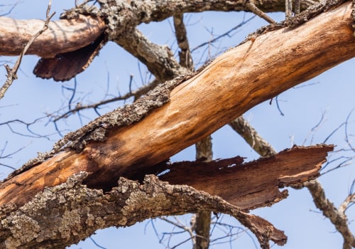 Is Your Tree Dangerous? How to Tell and What to Do