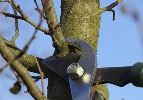 Why is it so expensive to prune trees?