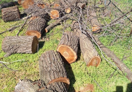 Professional Tree Trimming & Pest Treatment in Fayetteville