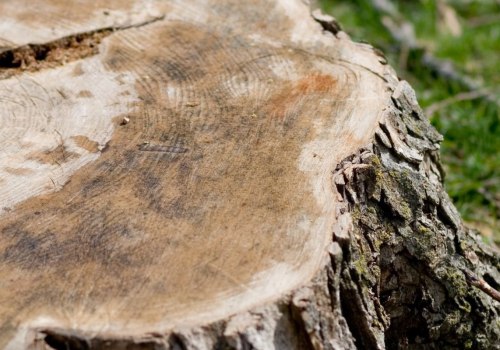 How do you know when to cut down a tree?