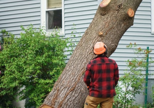 Why is it so expensive to cut down trees?
