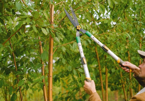 Why You Shouldn't DIY Tree Trimming: The Importance Of Professional Equipment In Phoenix, AZ
