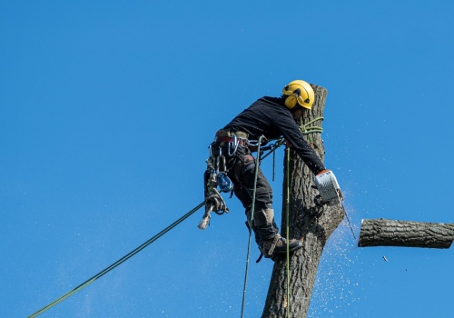 Bethany's Blooms: How Professional Tree Trimming Services Enhance Tree Maintenance