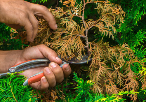 Is it OK to Prune Trees in Summer? An Expert's Perspective