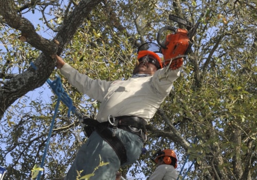 When is the Best Time to Prune Trees?