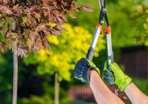 What are the Risks of Pruning a Tree at the Wrong Time?